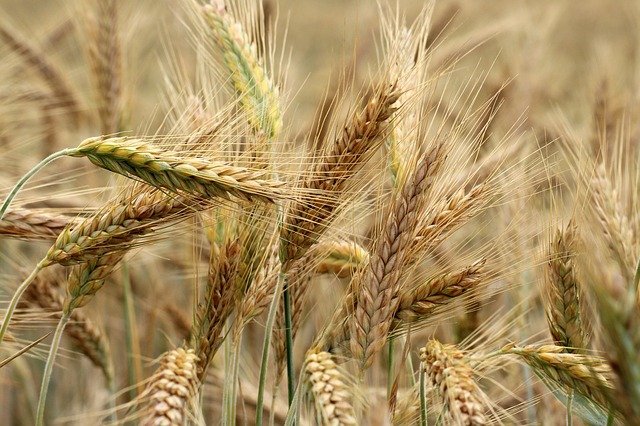 barley-3491125_640.jpg