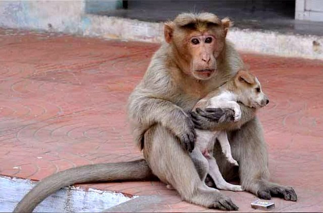 10.26.16-Rhesus-Monkey-Adopts-Orphaned-Street-Puppy1.jpg