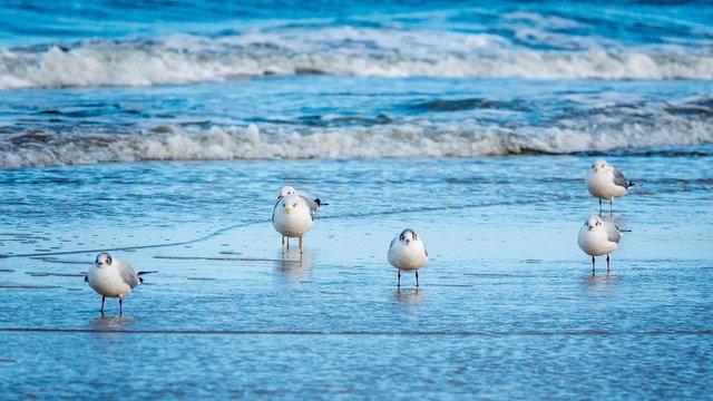 seagulls-7111718_1280.jpg