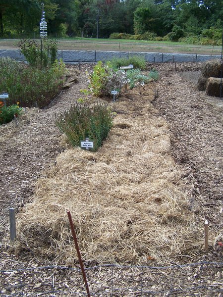 New Herb - Row 5 mulched crop September 2019.jpg