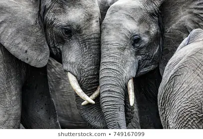 elephants-260nw-749167099.jpg