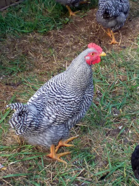 Broilers - rooster1 crop August 2019.jpg