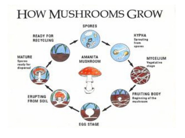 final-ppt-on-mushroom-15-638.jpg