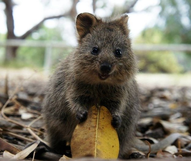 cat sized marsupial quokka happy smile2.jpg