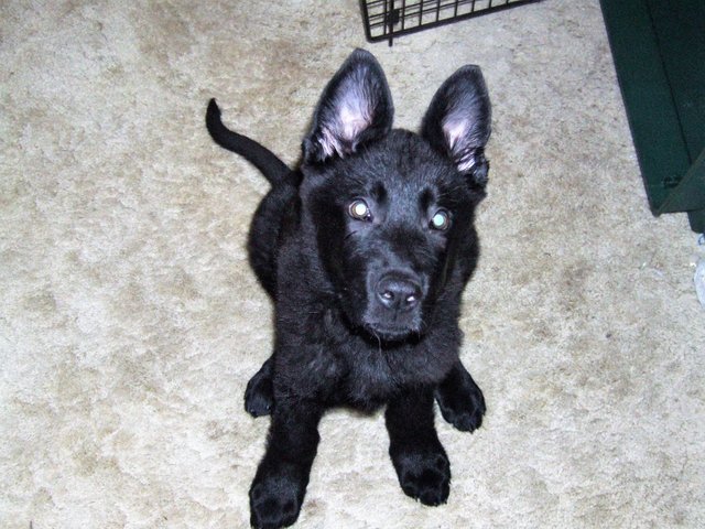 Boaz 3months ears up (2).jpg