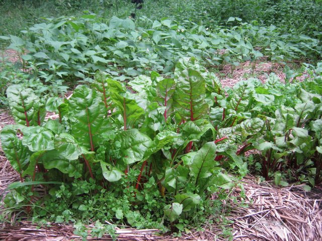Swiss chard with beans starting to flower in background.JPG