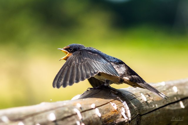 Jaskolka Hirundo Rustica Steemit