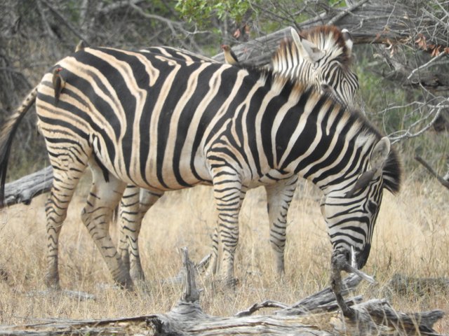 zebra (3).JPG