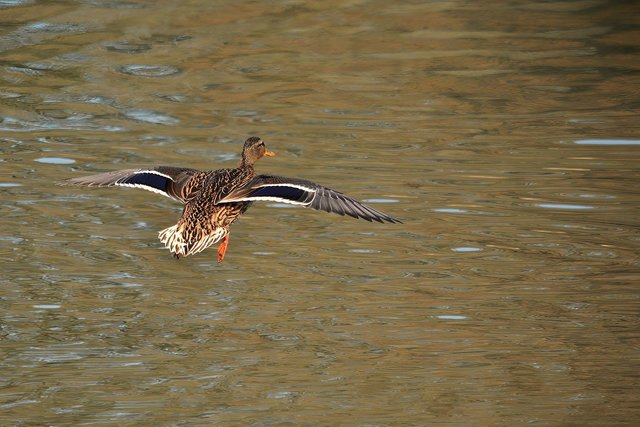 wild-duck-8622063_1280.jpg