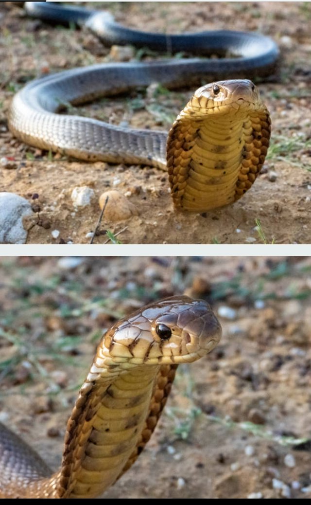 king Cobra Snake. (4).jpg
