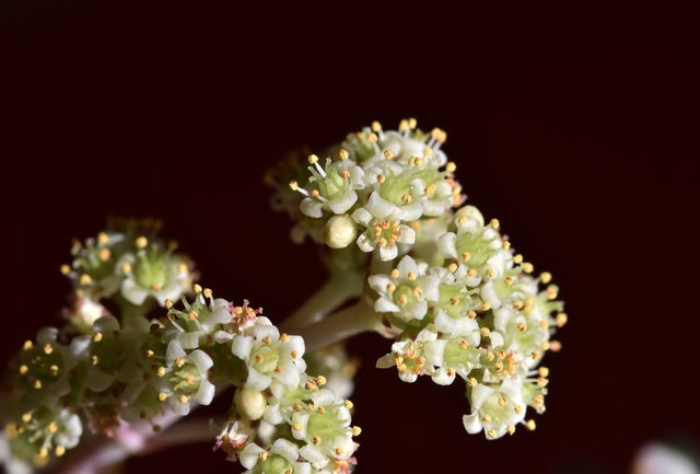 crassula perforata flowers 1.jpg