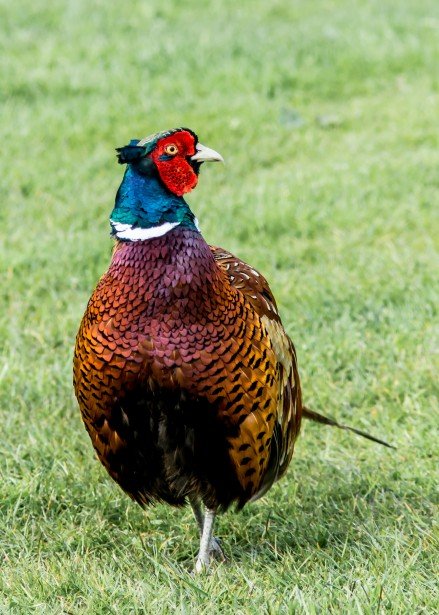 wild-cock-pheasant-bird.jpg