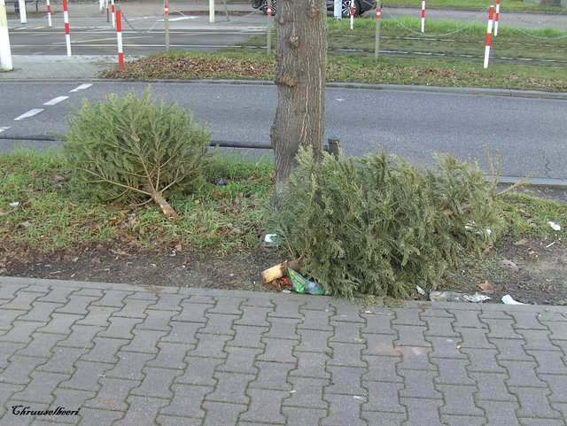 Weihnachtsbaum_06.jpg
