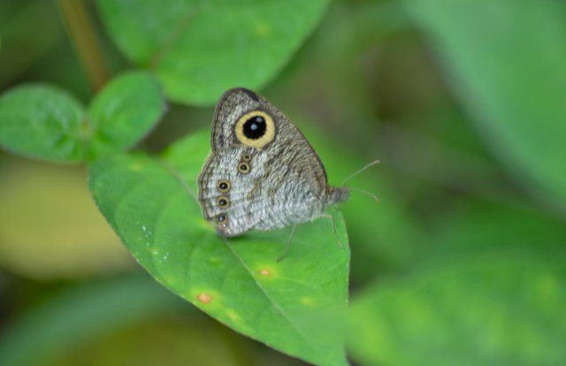 _AHW7965.jpg