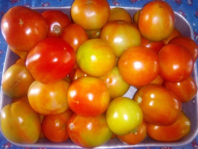 TOMATES.jpg