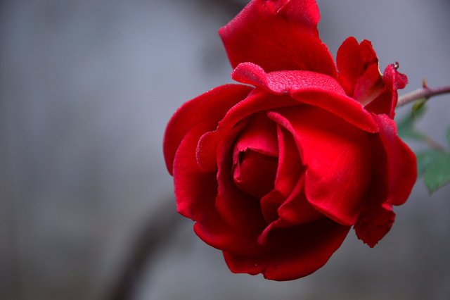 rose-3802424_1280.jpg