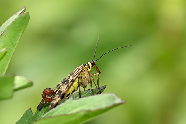 scorpion-fly-7324557_1280.jpg