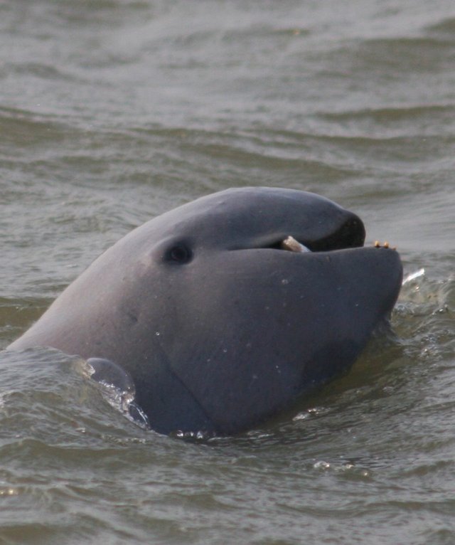 Irrawaddy-Dolphin-M-1-960x1149.jpg