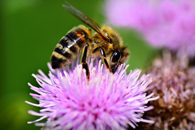 bee-4243850_1280.jpg