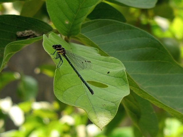 ফড়িং (3).jpg
