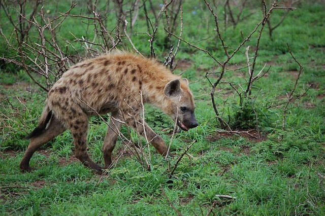 hyena-3971284__480.jpg