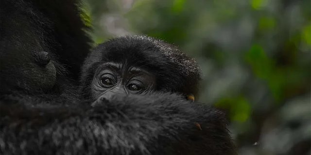 The Best Rwanda Africa Safari Package.jpg