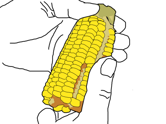 corn4.png