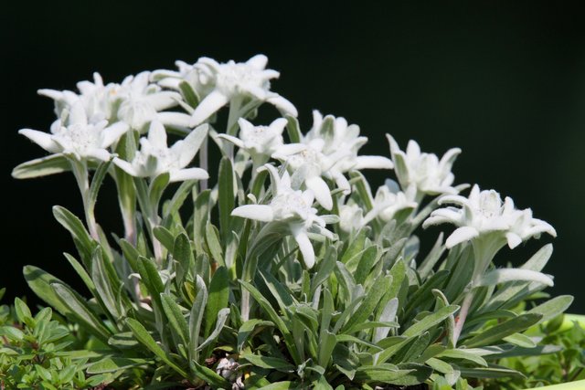 edelweiss-3424452_1920.jpg