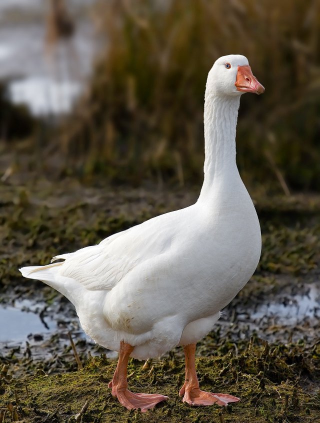 Domestic_Goose.jpg