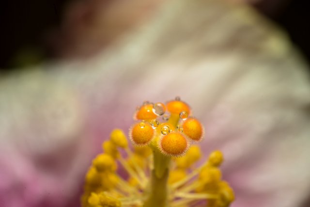13-06-2018-raindrops-hibiscus-06176.jpg