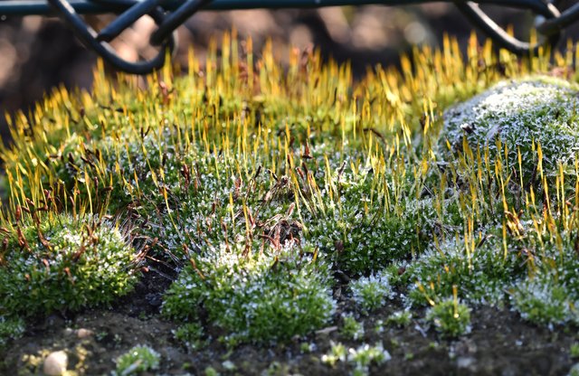 moss frost garden 2.jpg