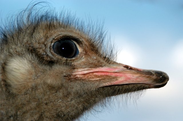 ostrich-closeup.jpg