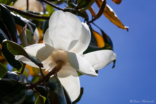 baccklit magnolia.jpg