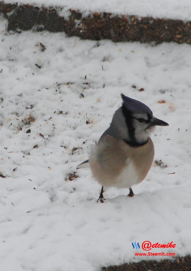 Blue Jay IMG_0030.JPG