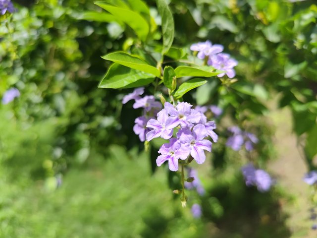 IMG_20250708_133234.jpg
