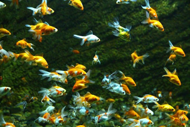 peces dorados.jpg