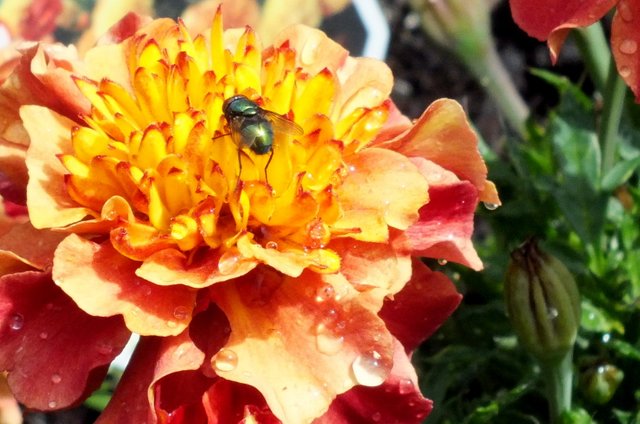 x079-Tagetes.jpg