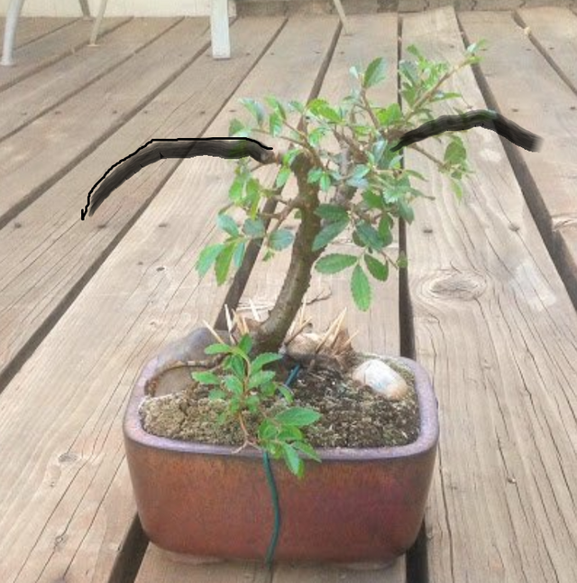 bonsai.PNG