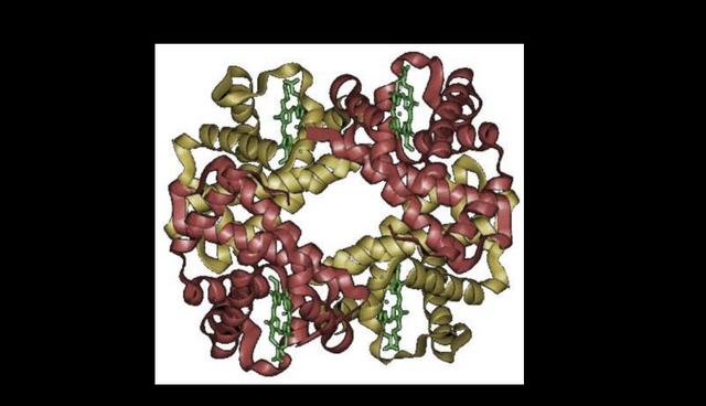 Picture Molecule Hemoglobin 800 460.png