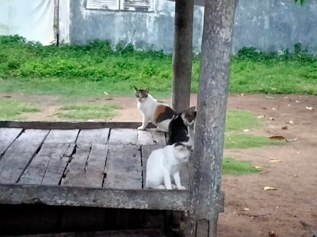 IMG20250621072508.jpg