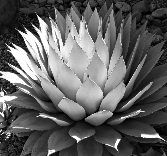 cactus bnw contest (1).jpg