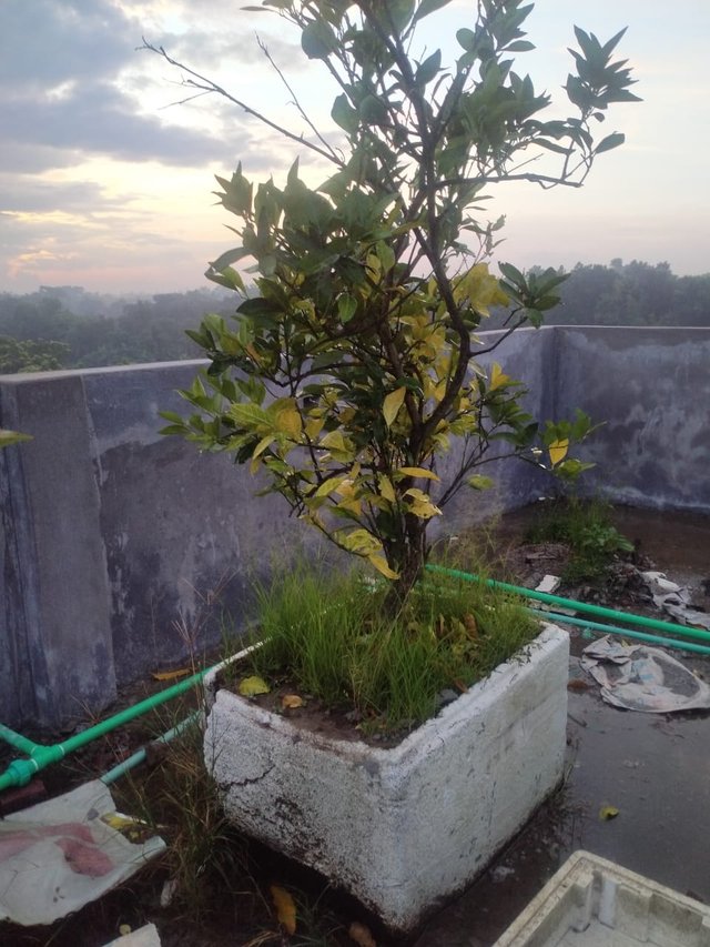 lemon tree.jpeg