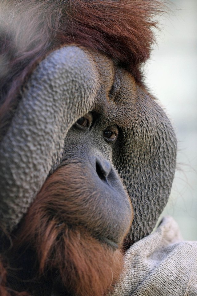 orang-utan-3032098_1280.jpg