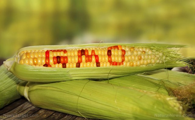 Gmo-Corn-Crop-Stalk.jpg