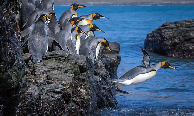 Penguin Diving by Ian Parker