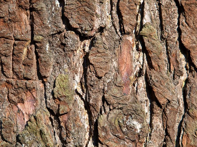 trunk tree bark.jpg