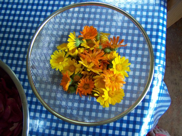 Calendula - 1st harvest crop June 2019.jpg