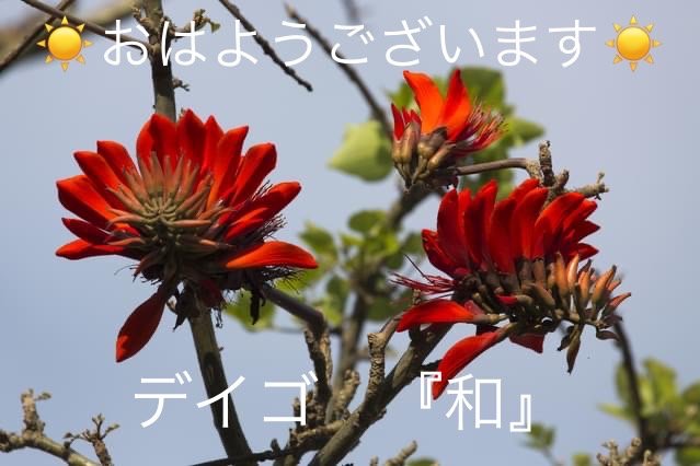 デイゴの花言葉 Steemit