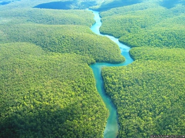 amazon-rainforest.jpg