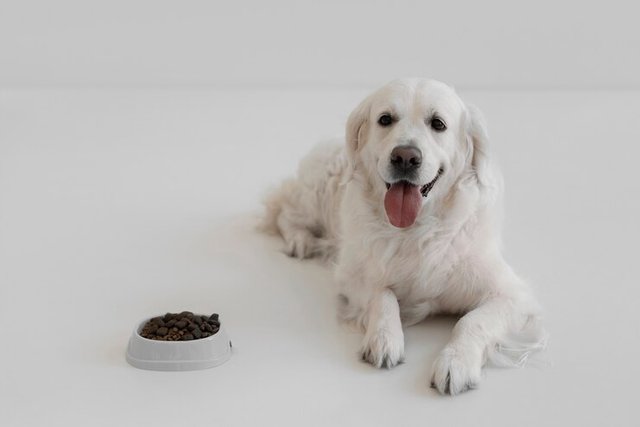 beautiful-dog-with-nutritious-food_23-2150742806.jpg